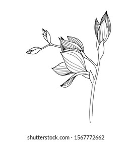 Vector Freesia floral botanical flower. Wild spring leaf wildflower isolated. Black and white engraved ink art. Isolated freesia illustration element.