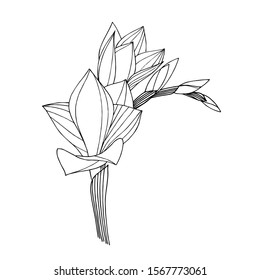 Vector Freesia floral botanical flower. Wild spring leaf wildflower isolated. Black and white engraved ink art. Isolated freesia illustration element.
