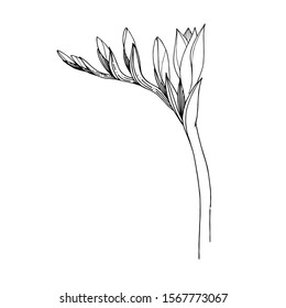 Vector Freesia floral botanical flower. Wild spring leaf wildflower isolated. Black and white engraved ink art. Isolated freesia illustration element.