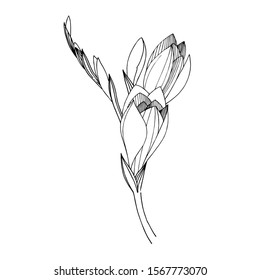 Vector Freesia floral botanical flower. Wild spring leaf wildflower isolated. Black and white engraved ink art. Isolated freesia illustration element.