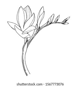 Vector Freesia floral botanical flower. Wild spring leaf wildflower isolated. Black and white engraved ink art. Isolated freesia illustration element.