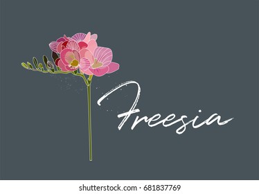 vector freesia illustration. flower hand drawn. label name. 