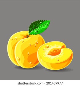 Vector fresh apricots with waterdrops without seed. Vector illustration.
