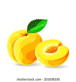 Vector fresh apricots without seed on white. Vector illustration.