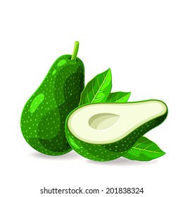 Vector fresh avocados without seed on white. Vector illustration.