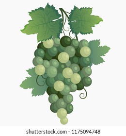 Vector fresh bunch of green wine grapes with green leaves.