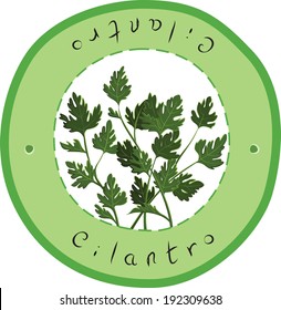 Vector fresh Cilantro Herb. Cilantro. Vector illustration