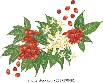 A vector of fresh coffee fruits on a trunk with leaves and flowers. Perfect for branding, packaging, and coffee-themed designs. Fully editable EPS file for customization!