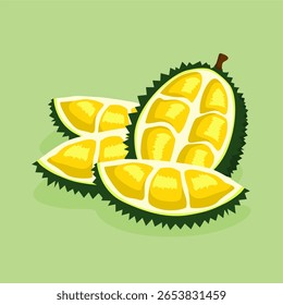 vector fresh durian illustration hand drawn