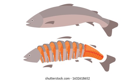 Vector fresh fish salmon sashimi