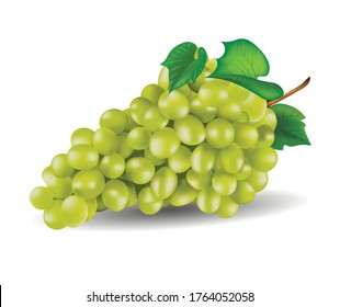 Vector fresh grape on a white background. Vector illustration.