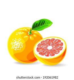 Vector fresh grapefruits on white. Vector illustration.