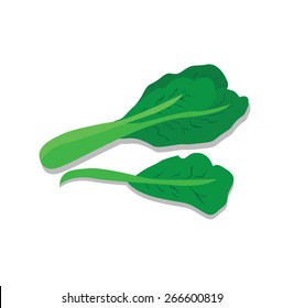 Vector of Fresh Green Chinese Cabbage, Bok Choy, Isolated on White Background.