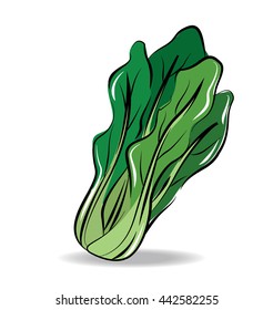 Vector of Fresh Green Chinese Cabbage, Bok Choy, Isolated on White Background.