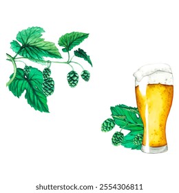 Vector. Fresh green hop. Glass of beer. Graphic hand drawn illustration for Octoberfest. Watercolor sketch for ornament or any design