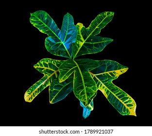 Vector fresh green leaves isolated on black background. 
Detailed and accurate, bright design elements in low poly style.