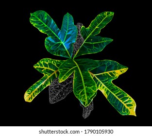 Hojas verdes verdes vegetales vectoriales aisladas en el fondo negro. 
Elementos de diseño detallados y precisos, brillantes y de bajo estilo polaco.