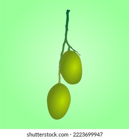 Vector Fresh green mango fruit with stem