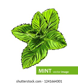 vector fresh green mint leaves plant parts summer nature nails hand real vine isolated foliage natural food earth leaves normal leaf drawn fresh health healthy scenery wellness green garden elements h