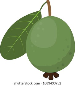 Vector de guayaba fresca. Ilustración vectorial de guayaba