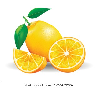 Vector fresh lemon on white. Vector illustration.