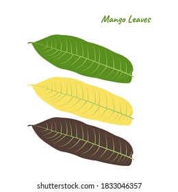 Vector fresh Mango leaves Tropical fruit drawing isolated on white
