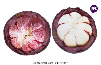 Vector fresh Mangosteen isolated on white background.The Queen of Fruit
