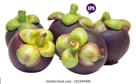 Vector fresh mangosteen isolated on white background.The Queen of Fruit