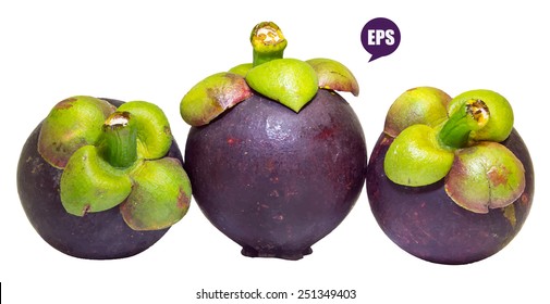 Vector fresh mangosteen isolated on white background.The Queen of Fruit