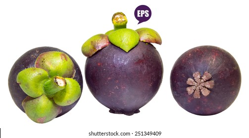 Vector fresh mangosteen isolated on white background.The Queen of Fruit