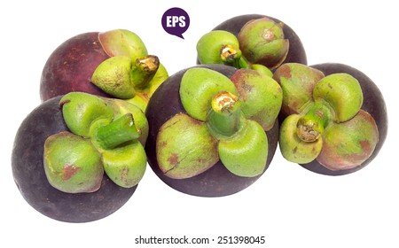 Vector fresh mangosteen isolated on white background.The Queen of Fruit