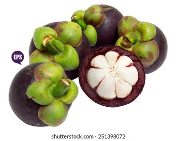 Vector fresh mangosteen isolated on white background.The Queen of Fruit