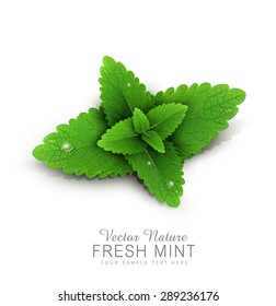 Vector fresh mint leaves with dew drops. isolated on white background (element for design)