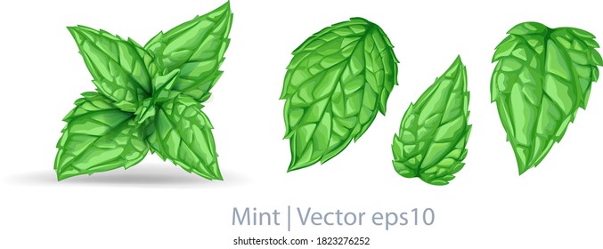 Vector fresh mint leaves isolated on a white background. Mint with transparent shadows