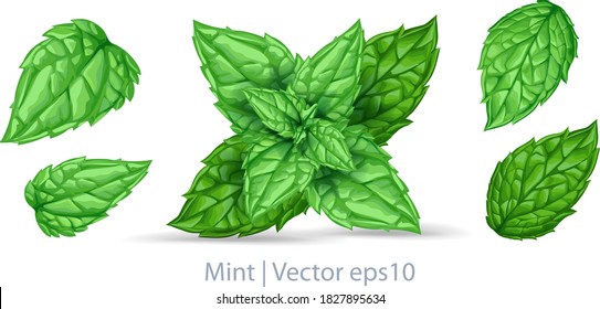 Vector fresh mint leaves isolated on a white background. Mint with transparent shadows
