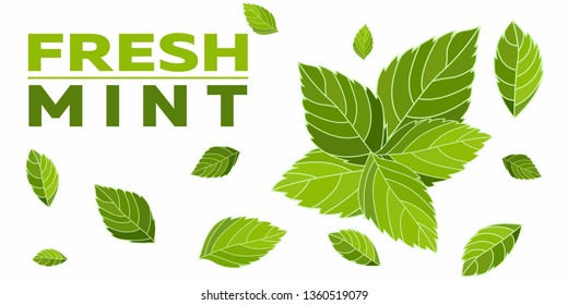 Vector fresh mint leaves on a white background