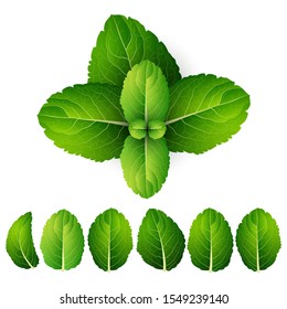 Vector fresh mint leaves on a white background