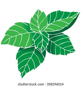 Vector fresh mint leaves on a white background.