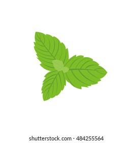 Vector fresh mint leaves on a white background