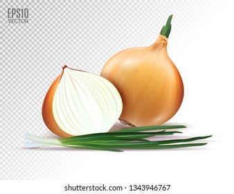 Vector fresh onion with green onion on a transparent background. Realistic vector, 3d illustration