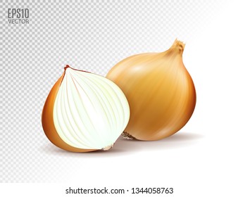 Vector fresh onion with half on a transparent background. Realistic vector, 3d illustration