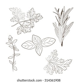 Vector fresh parsley, thyme, rosemary, and basil herbs. Aromatic leaves used to season meats, poultry, stews, soups, Bouquet granny