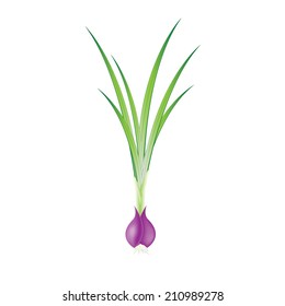 Vector fresh red onion