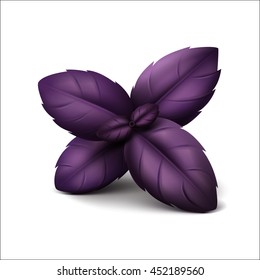 Vector Fresh Red Purple Basil Leaves Close up Isolated on White Background