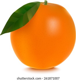 Vector of fresh ripe oranges with leaves. EPS 10