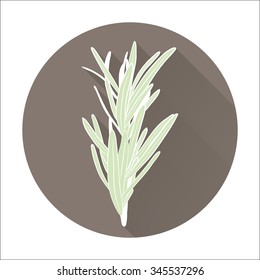 Vector fresh rosemary herbs. Aromatic leaves used to season meats, poultry, stews, soups. Flat icon with long shadow effect in stylish colors of web design objects, business