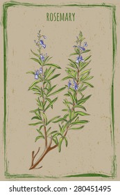 vector - Fresh Rosemary in vintage frame with grunge background. Fragrant Mediterranean herb, blue flowers, dark green, narrow leaves for cooking, medicine, Herbs de Provence. 