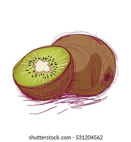 Vector fresh sketch. Fruit kiwi Color illustration