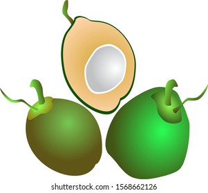vector of fresh and soft young green coconut