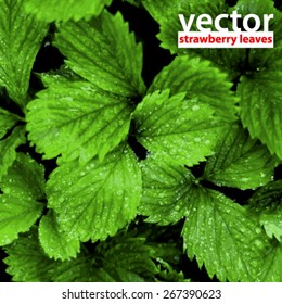 Vector Fresh Strawberry leafs